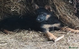 German Shepherd dogs for sale: German Shepherds - Image 3