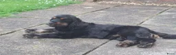 Cocker Spaniel dogs for sale: SOLD  -  KC show black & tan male cocker puppy - Advert 2