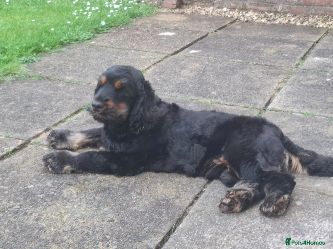 Cocker Spaniel dogs for sale: SOLD  -  KC show black & tan male cocker puppy - Advert 2