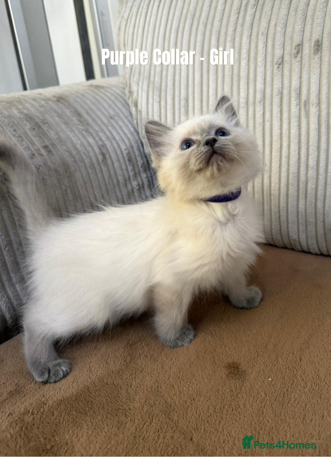 Ragdoll cats for sale: 4 cute fluffy Ragdoll Kittens - Advert 21
