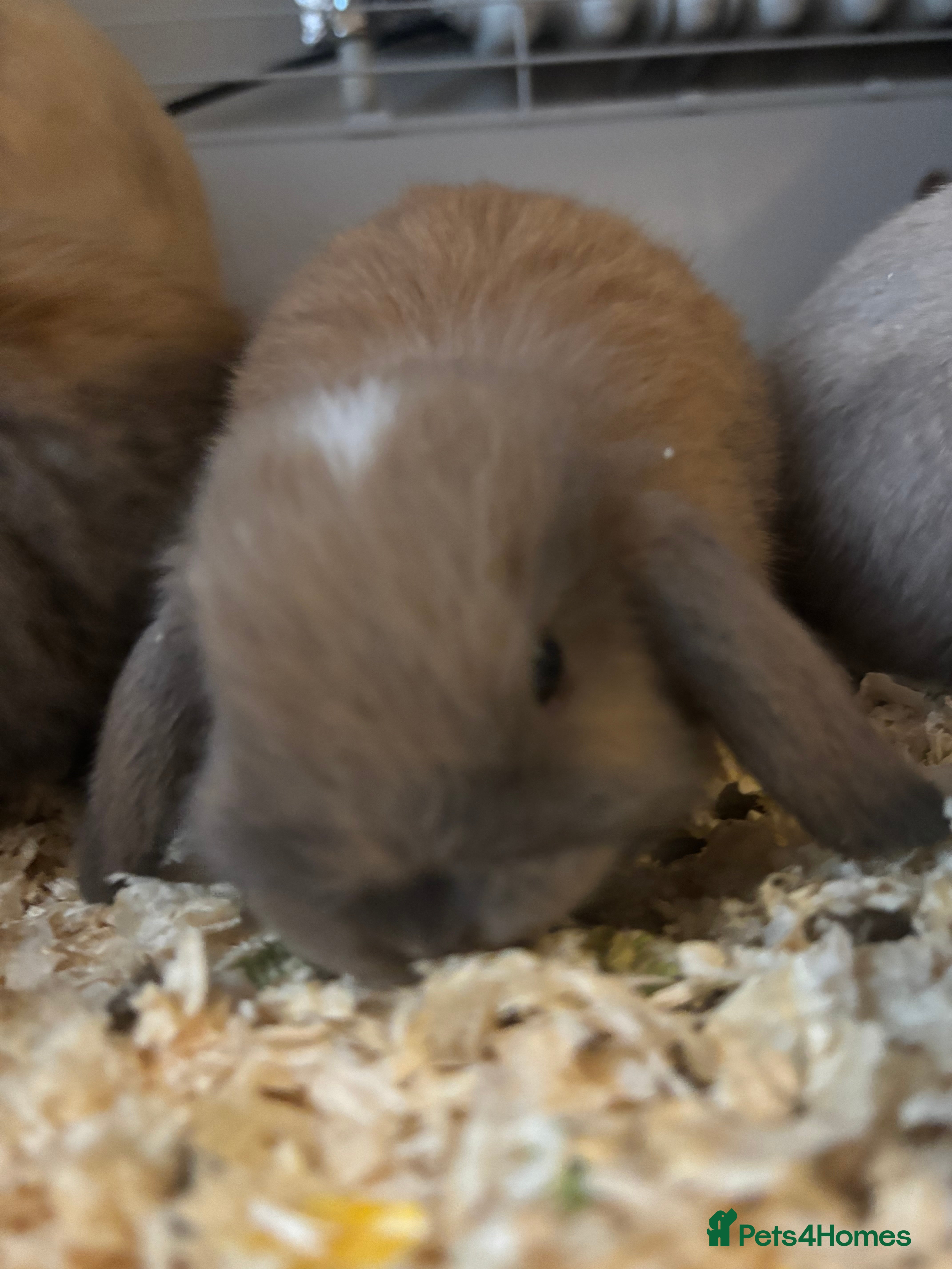 Mini Lop rabbits Mini lop bunnies  - Advert 19