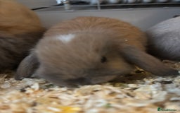 Mini Lop rabbits for sale: Mini lop bunnies  - Advert 1
