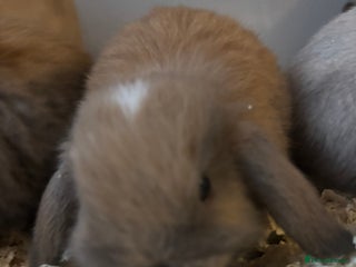Mini Lop rabbits Mini lop bunnies - Advert 1