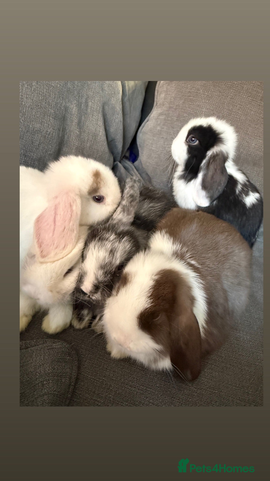 Mini Lop rabbits Ready To Leave Now - last remaining buns left 🐰 - Advert 2