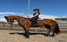 Connemara horses for sale: Lovely pony with a bright future  - Image 2