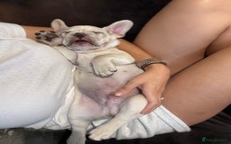 French Bulldog dogs for sale: Ready to go 2 x male French Bulldog KC registered - Image 2