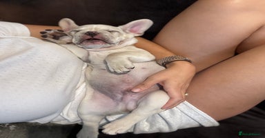 French Bulldog dogs - Advert 9