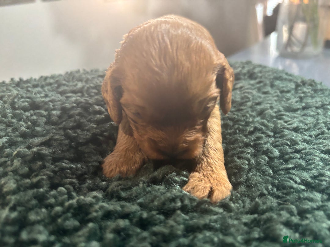 Cavapoo dogs for sale: Beautiful healthy Cavapoo’s d.o.b 22/08/25 - Image 11