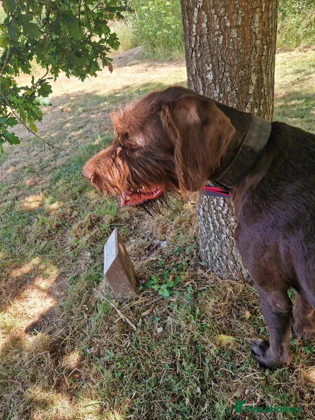 German Wirehaired Pointer dogs for sale: German wirehaired pointer lad in Reading - Advert 5
