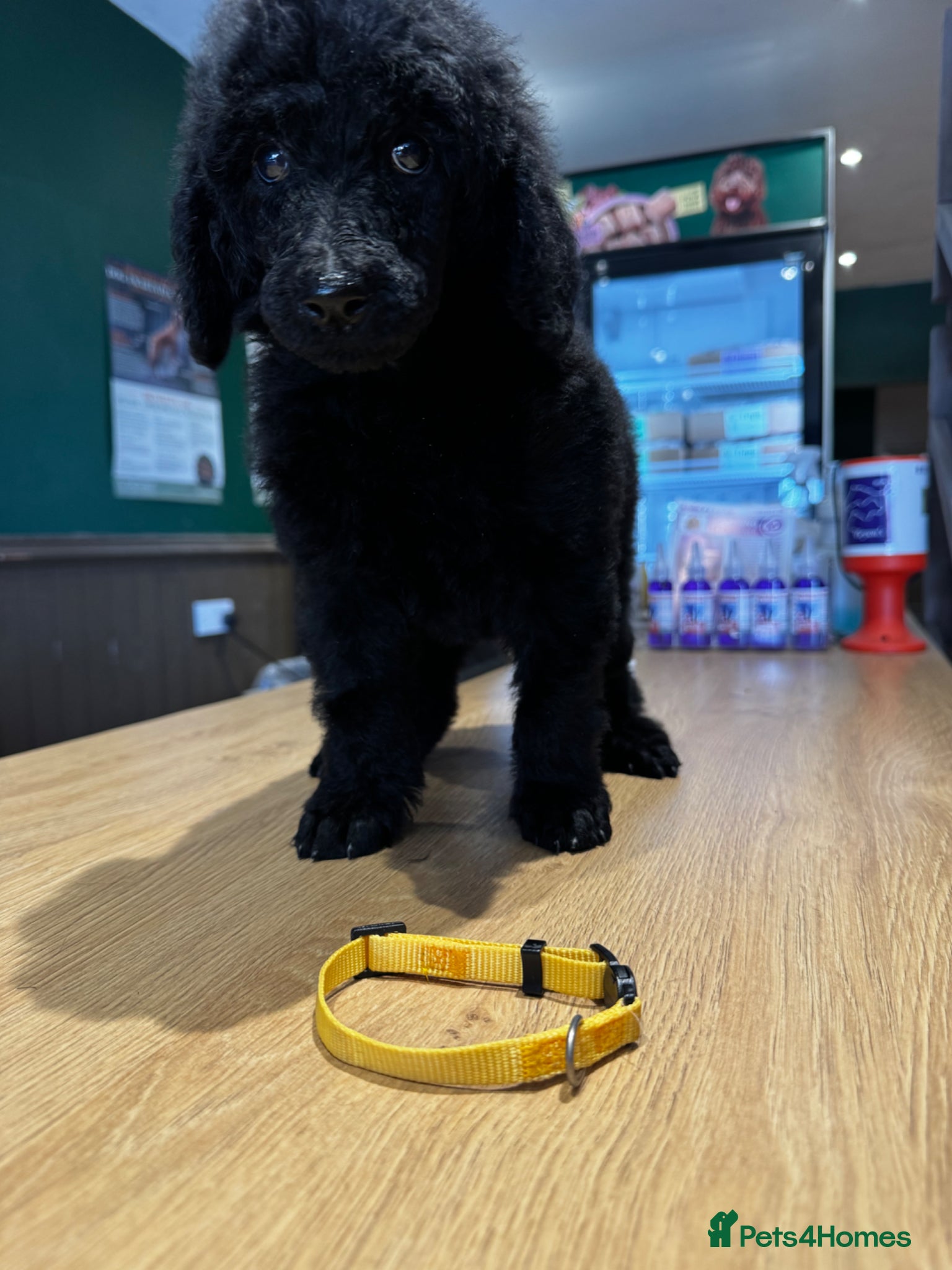 Standard Poodle dogs Show line standard poodles  - Advert 4