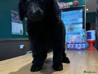 Standard Poodle dogs Show line standard poodles - Advert 4