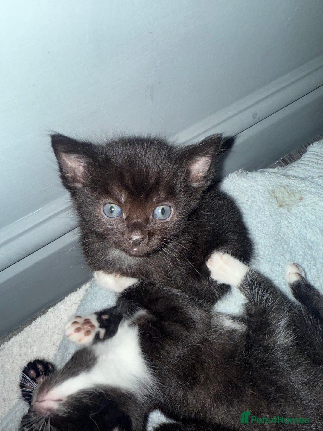Bengal cats for sale: Cross Bengals  - Image 2