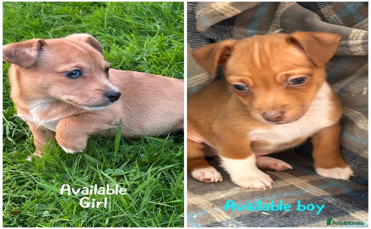 Jack Russell dogs - Advert 4