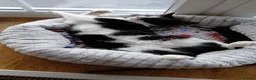 Domestic Shorthair cats for sale: Tuxedo. Direct Rehome  - Advert 3