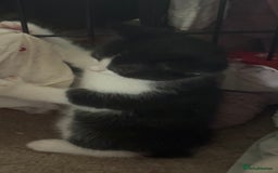 Mixed Breed cats for sale: beautiful kittens looking for forever loving homes - Image 5