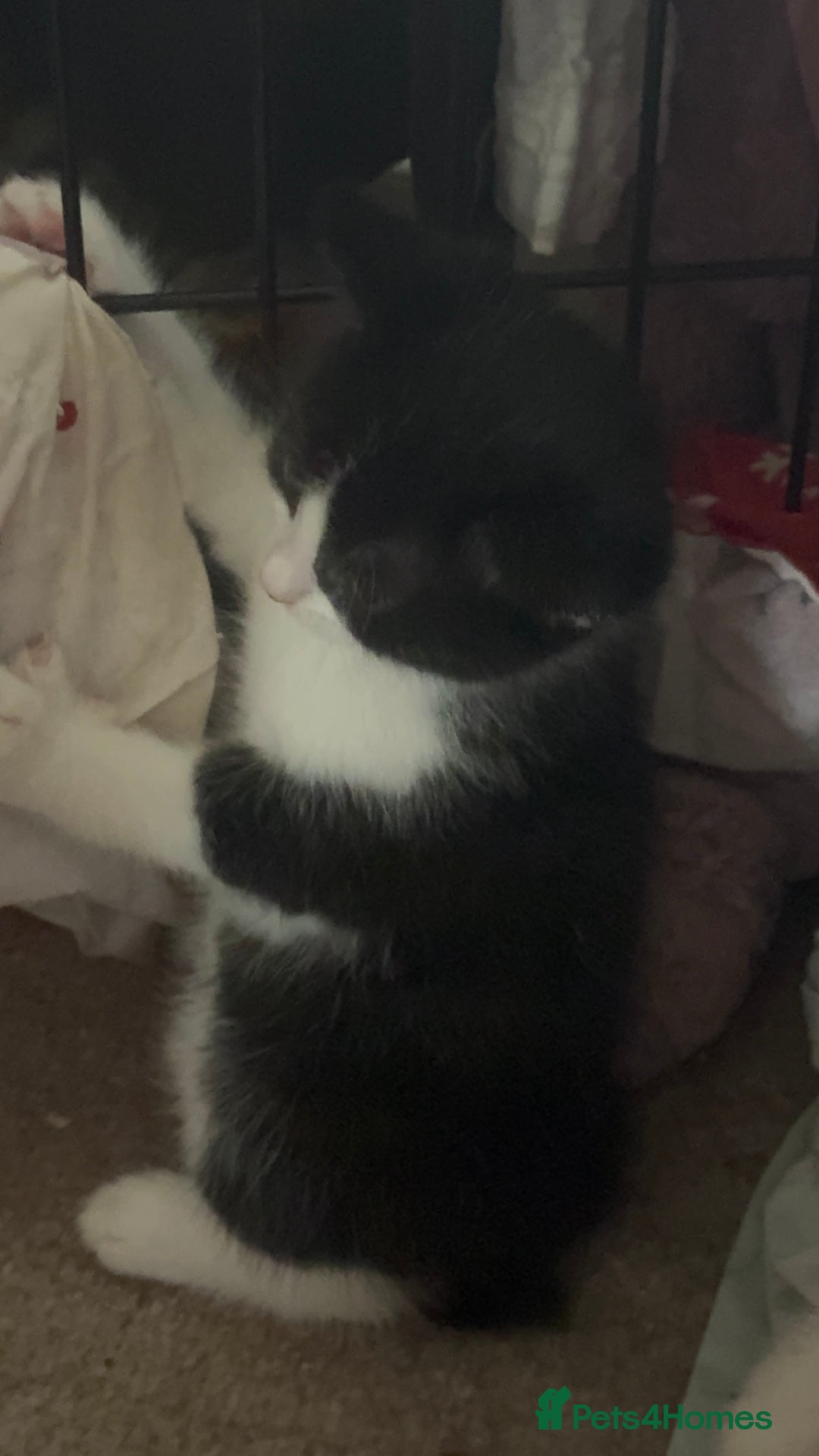Mixed Breed cats for sale: beautiful kittens looking for forever loving homes - Image 5
