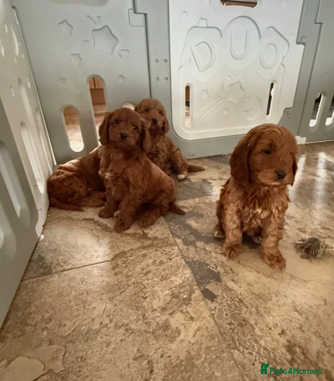 Cockapoo dogs for sale: Stunning Cockapoo Puppies - Advert 4