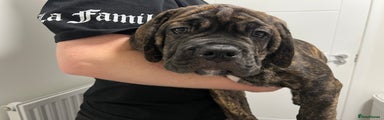 Cane Corso Puppy 2 Orange 