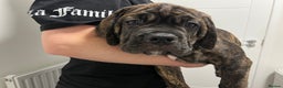 Cane Corso dogs for sale: Russian champ bloodline Cane Corso Puppies 8 left! - Advert 8