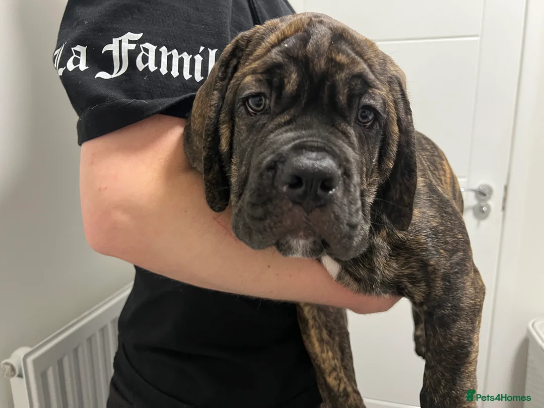 Cane Corso dogs for sale: Yuki x Aries Russian champ bloodline Puppies - Advert 5