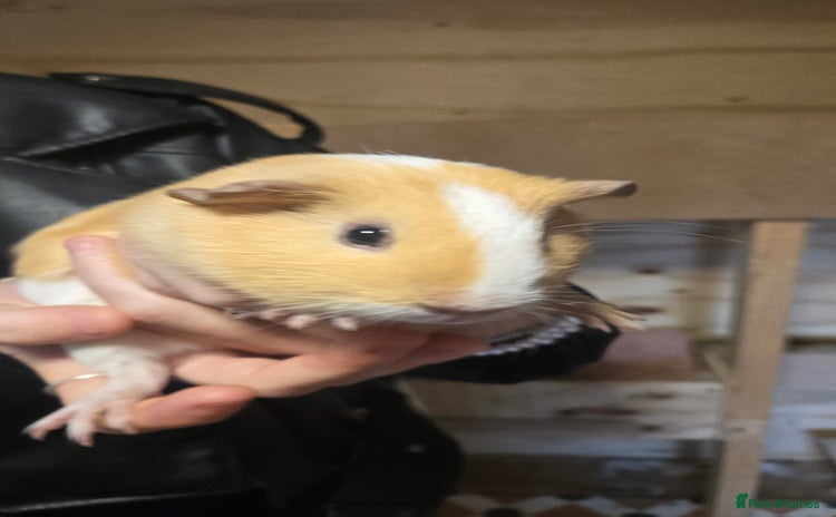 Guinea Pig rodents - Advert 1