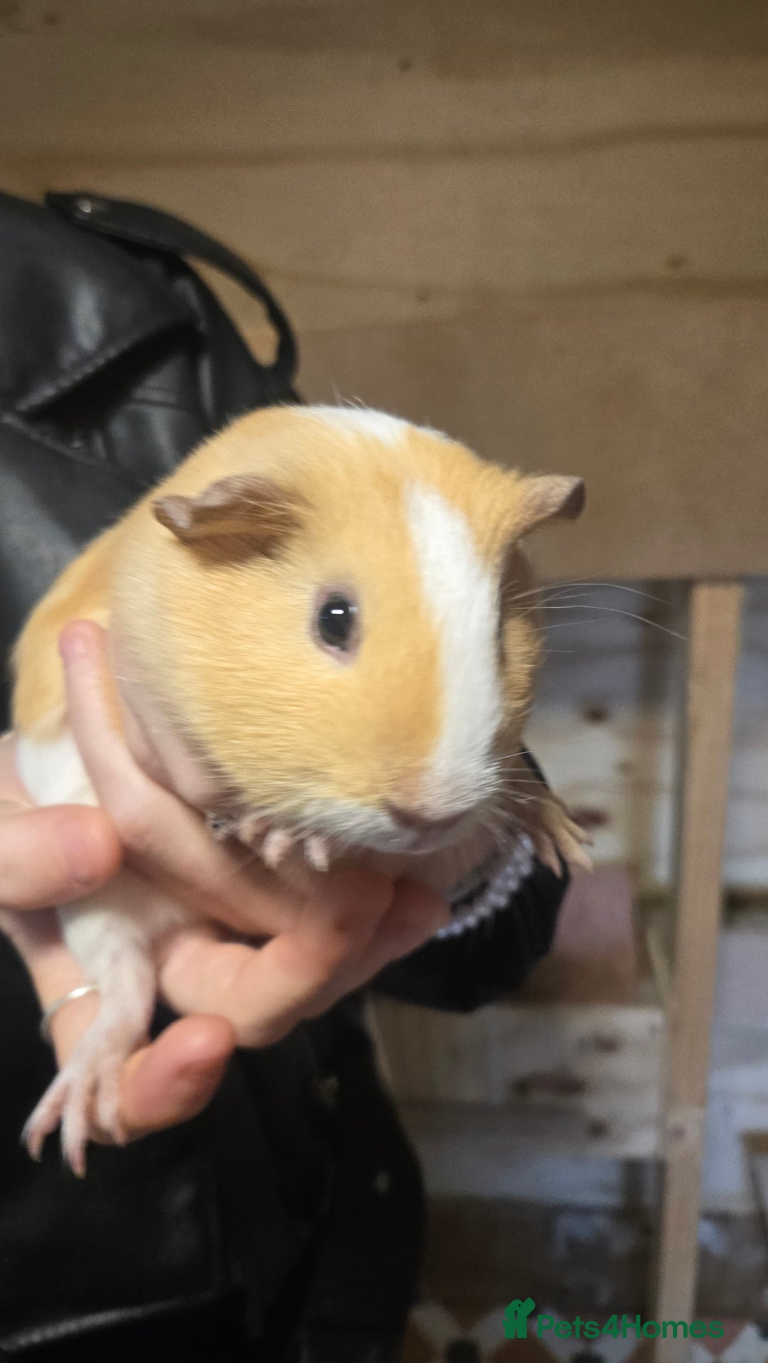 Guinea Pig rodents for sale: 2 boys & 2 girl guinea pigs for sale - Image 1
