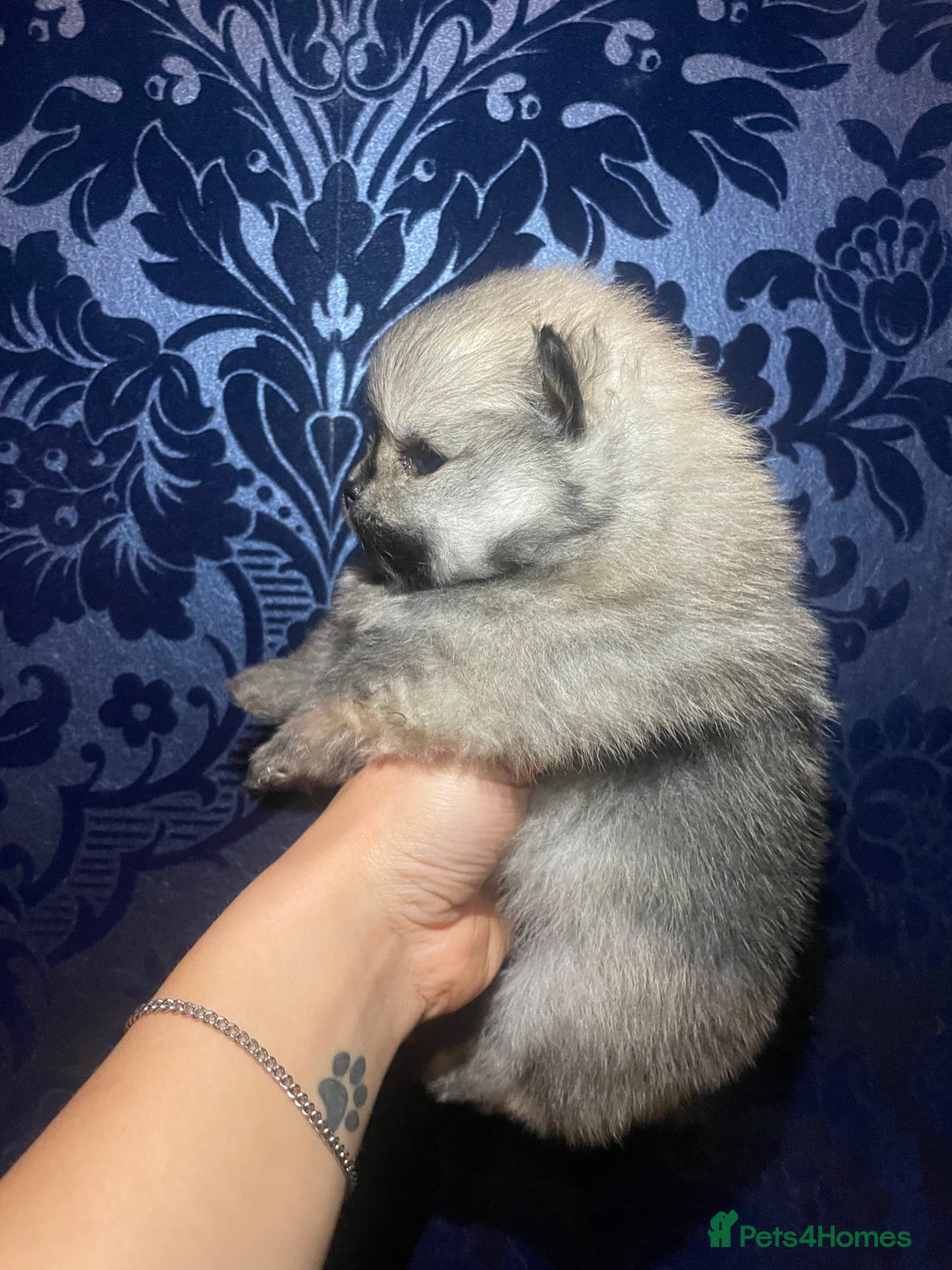 Pomeranian dogs for sale: RARE colour CHAMPION line Pomeranian puppy Pup - Advert 10