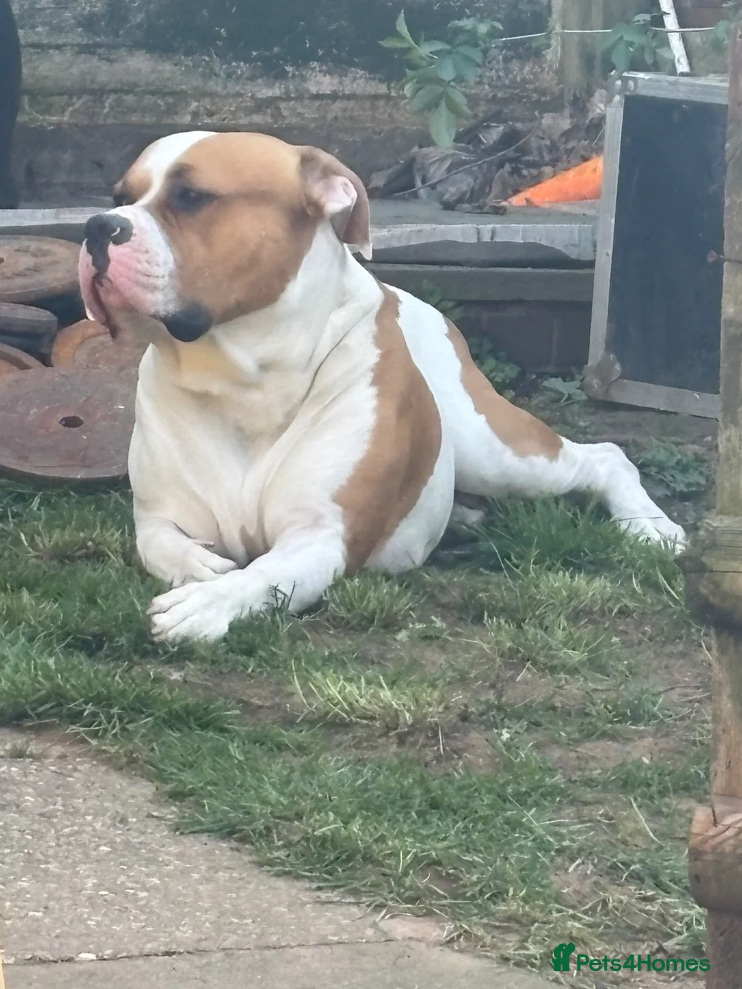 American Bulldog dogs for stud: Beautiful Boy to make a stud max  in Burntwood - Advert 5