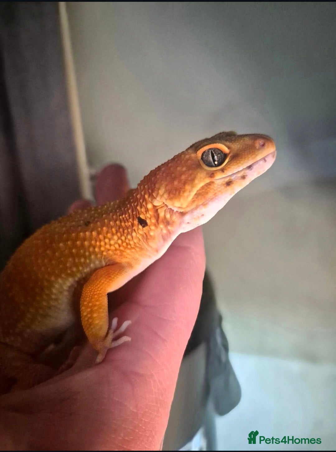Leopard Gecko reptiles Female leopard gecko  - Advert 2
