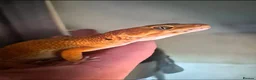 Leopard Gecko reptiles for sale: Female leopard gecko  - Advert 1