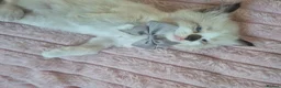 Ragdoll cats for sale: Ragdoll Kittens  - Advert 9