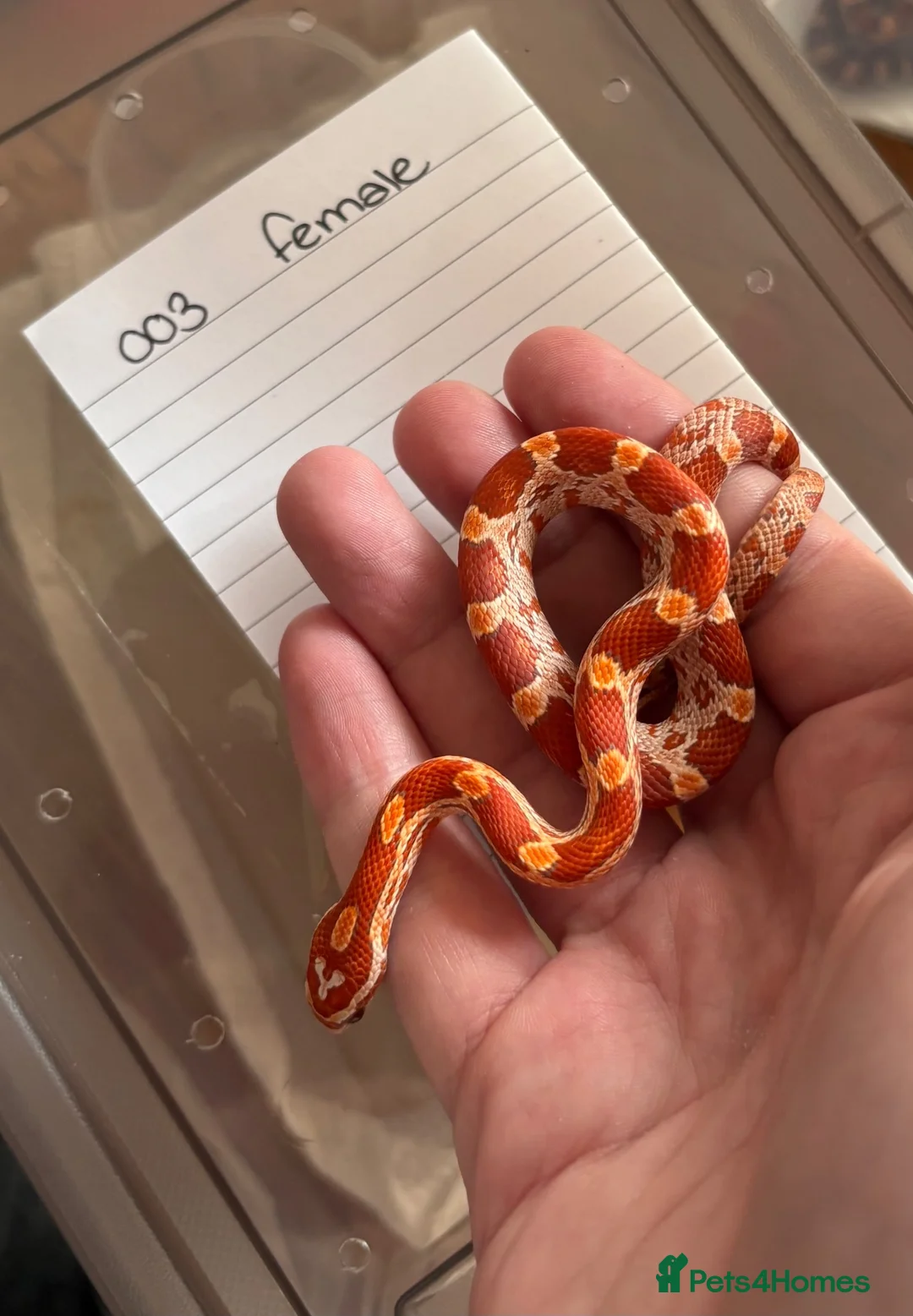 Corn Snake reptiles for sale: Ultramel het motley  in Oldham - Advert 3