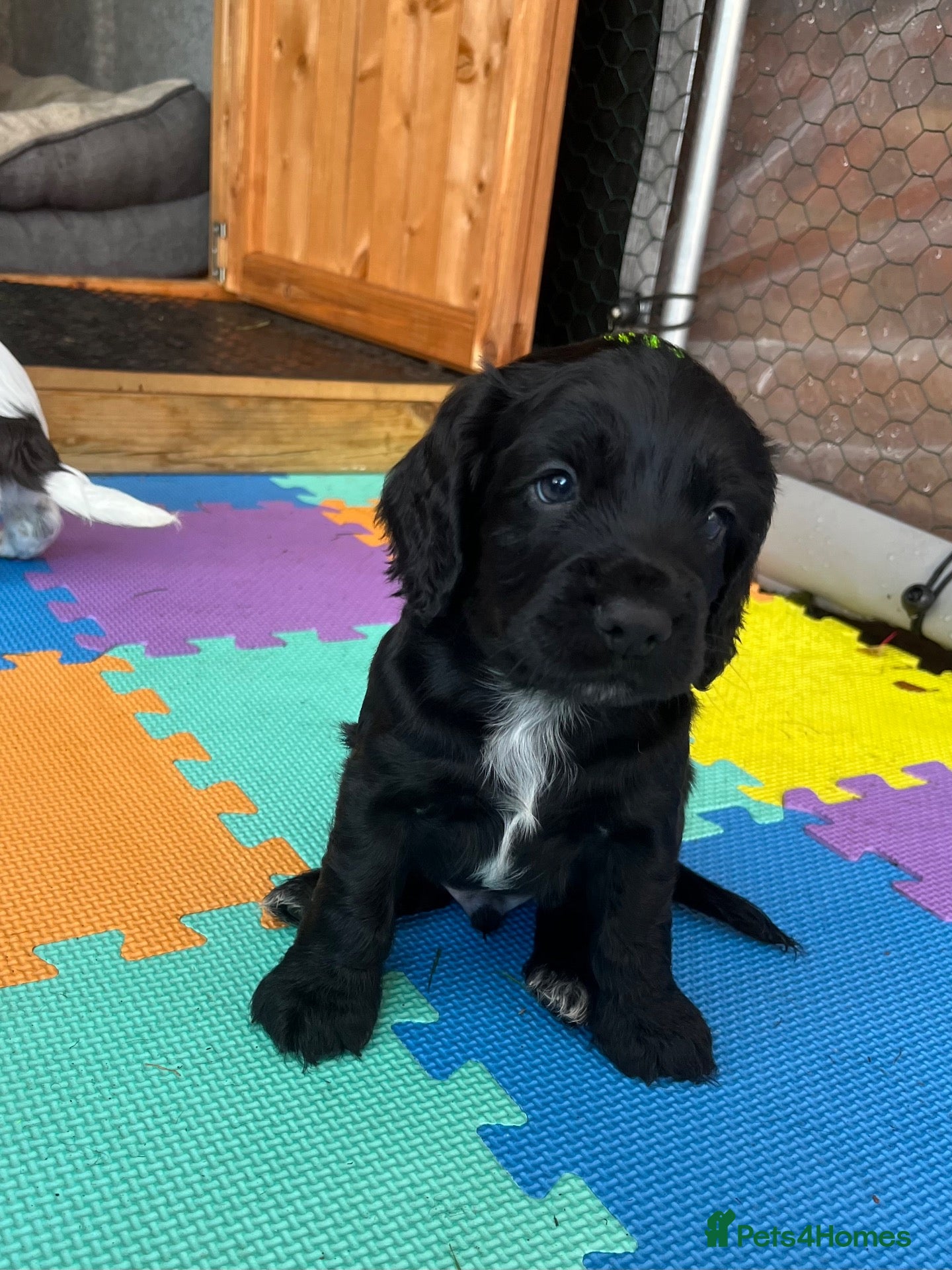 Cocker Spaniel dogs for sale: RKC Working cocker spaniel  - Advert 19