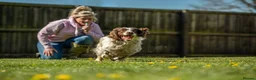 English Springer Spaniel dogs for stud: FTAW HEALTH TESTED L/WHITE SPRINGER FOR STUD in Market Drayton - Advert 2