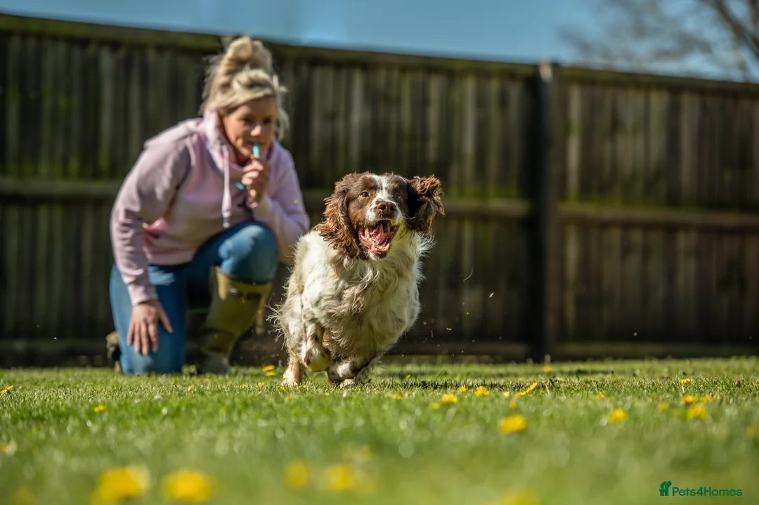 English Springer Spaniel dogs for stud: FTAW HEALTH TESTED L/WHITE SPRINGER FOR STUD in Market Drayton - Advert 2
