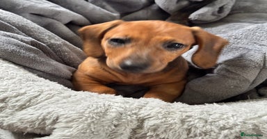 Dachshund dogs - Advert 13