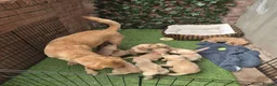 Goldador dogs for sale: Gorgeous F1 Goldador puppies from excellent lines in Kidderminster - Advert 25