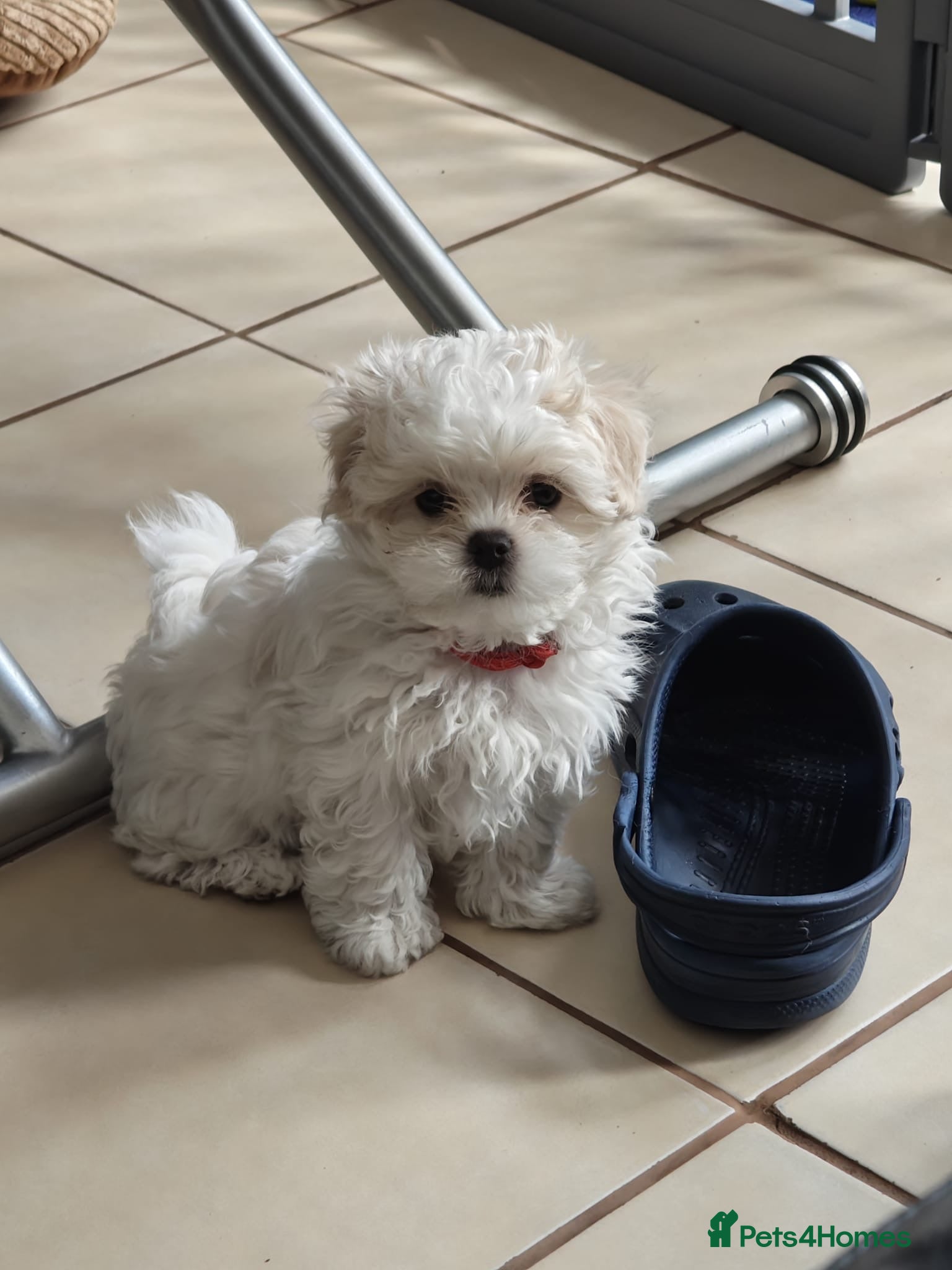 Maltese dogs 😍Tiny gorgeous Maltese puppies🥰  - Advert 12