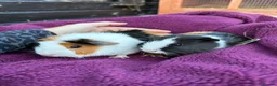 Guinea Pig rodents for sale: Baby guinea pigs, boys £10! - Advert 3