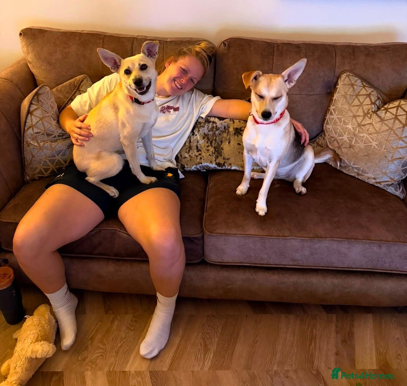 Mixed Breed dogs ❤️Caramel❤️ 10-month-old lower-medium awesome girl - Advert 2