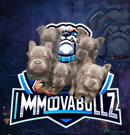 French Bulldog dogs - Advert 3