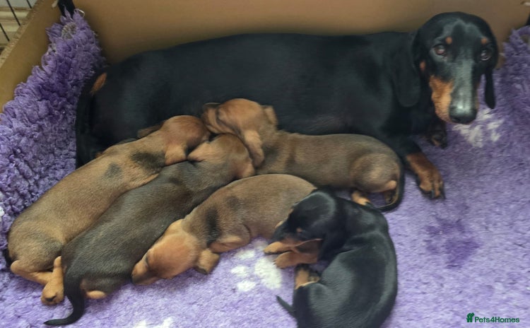 Dachshund dogs - Advert 5