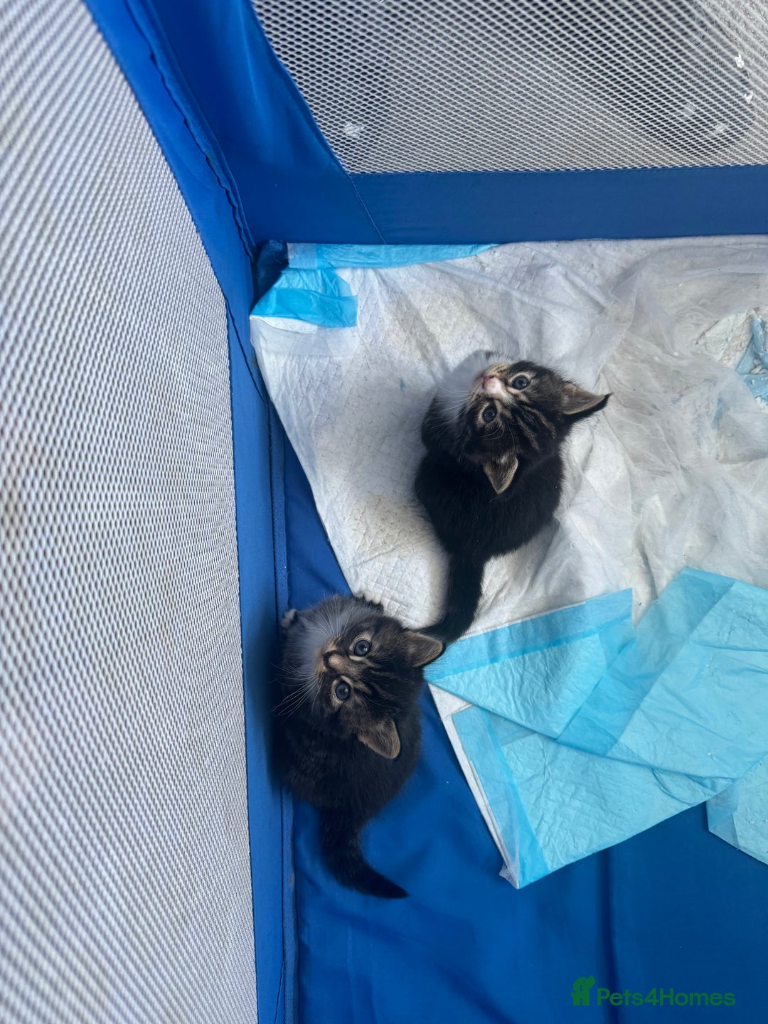 Mixed Breed cats for sale: Male and female kittens  - Image 3
