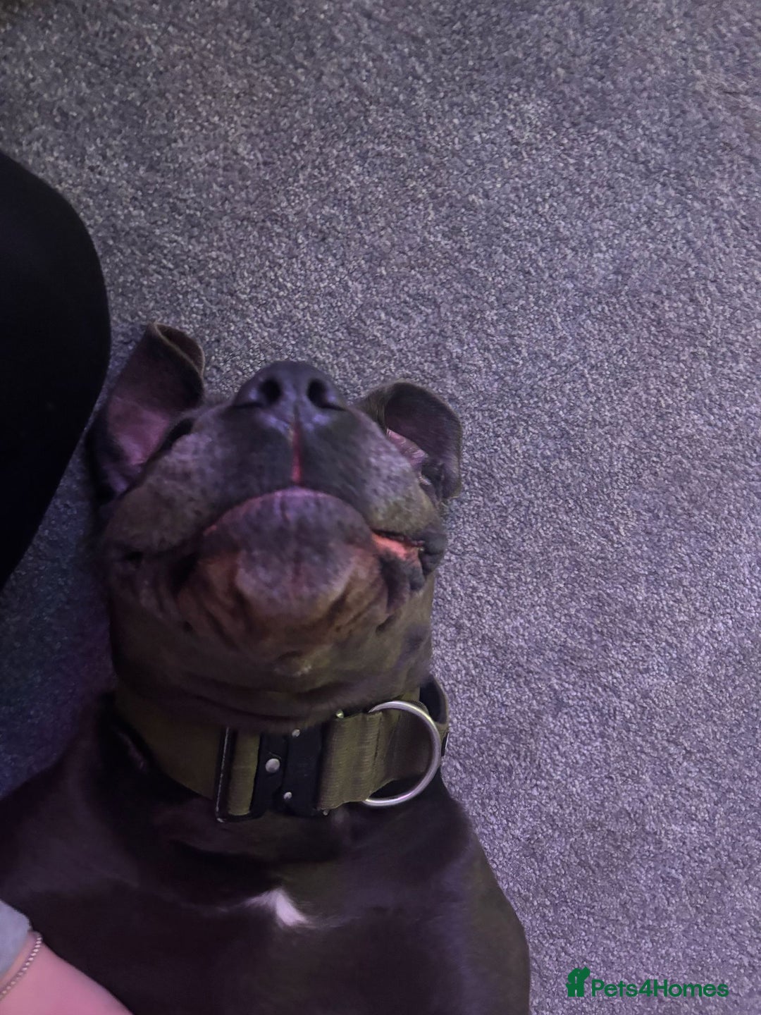 Cane Corso dogs for sale: Kaile - Image 3
