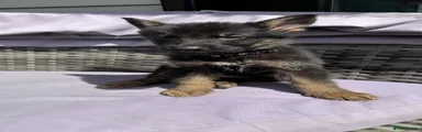German Shepherd Puppy 3