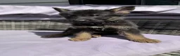 German Shepherd dogs for sale: 10 beautiful German shepherd puppies - Advert 7