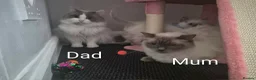 Ragdoll cats for sale: 😻Ragdoll Kittens Girls😻 in Stirling - Advert 2