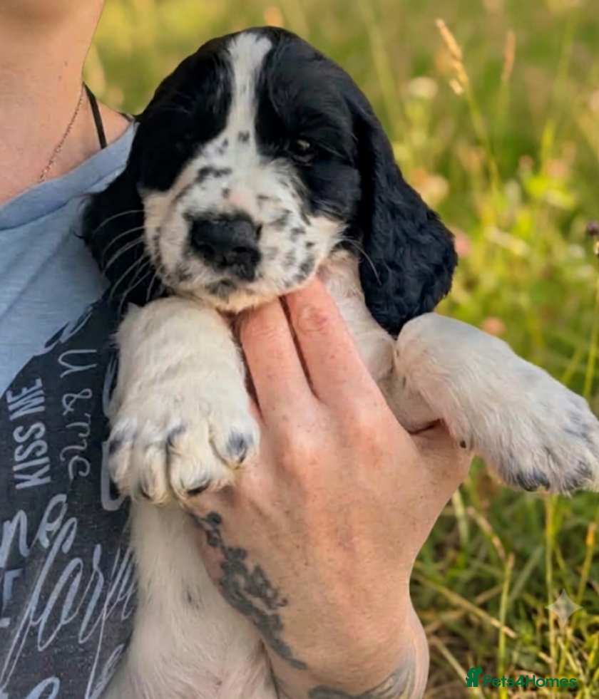 Sprocker dogs Working sprocker puppies  - Advert 2