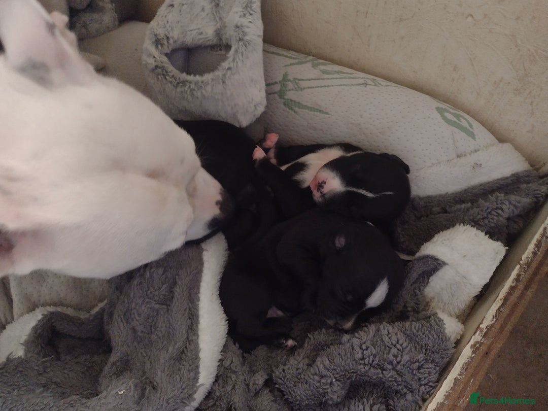 Mixed Breed dogs for sale: Staffy x puppies  - Image 5