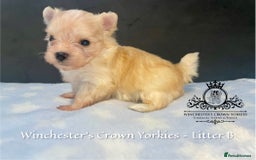 Yorkshire Terrier dogs for sale: ❤️ Champion heritage KC reg.PEDIGREE puppies! 🐶❤️ - Image 3